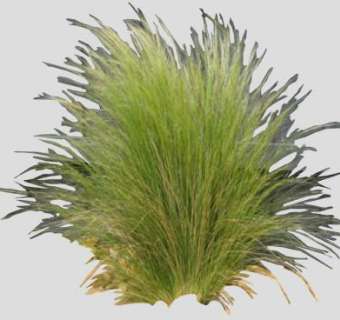 墨西哥羽毛草SU模型下载_sketchup草图大师SKP模型