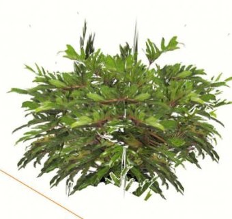 常绿观叶灌木植物SU模型下载_sketchup草图大师SKP模型