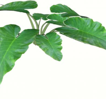 海芋属热带草本植物SU模型下载_sketchup草图大师SKP模型