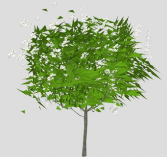 梓属植物SU模型下载_sketchup草图大师SKP模型