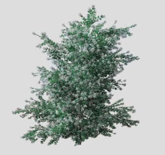 木犀属植物SU模型下载_sketchup草图大师SKP模型