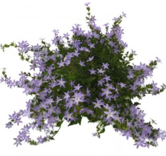 风铃草属植物SU模型下载_sketchup草图大师SKP模型