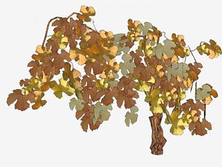 3D维珍果树秋季灌木树果SU模型下载_sketchup草图大师SKP模型