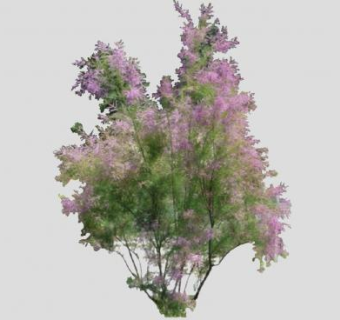 柽柳属灌木乔木植物SU模型下载_sketchup草图大师SKP模型