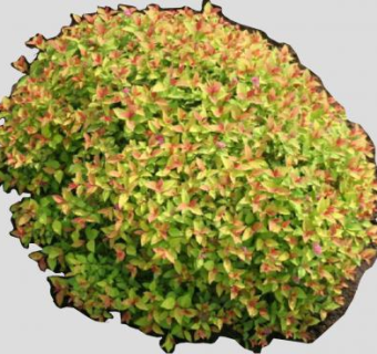 绣线菊属植物SU模型下载_sketchup草图大师SKP模型