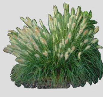 羽绒狼尾草植物SU模型下载_sketchup草图大师SKP模型