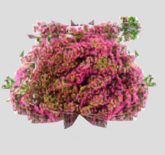 玫红色开花灌木植物SU模型下载_sketchup草图大师SKP模型