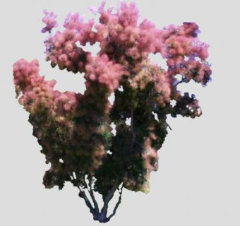 黄栌属植物SU模型下载_sketchup草图大师SKP模型