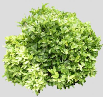 桃叶珊瑚植物SU模型下载_sketchup草图大师SKP模型