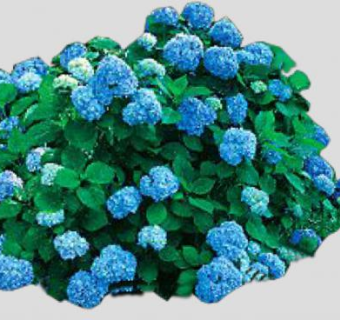 蓝色绣球花属灌木植物SU模型下载_sketchup草图大师SKP模型