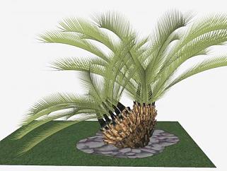 <em>观赏植物</em>棕榈树SU模型下载_sketchup草图大师SKP模型