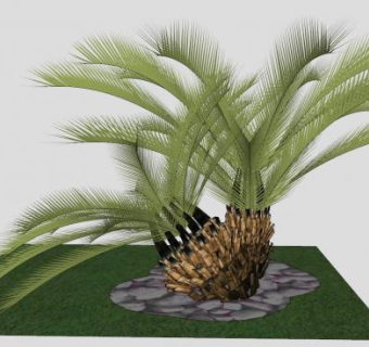 观赏植物棕榈树SU模型下载_sketchup草图大师SKP模型