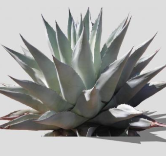 沙漠肉质植物SU模型下载_sketchup草图大师SKP模型