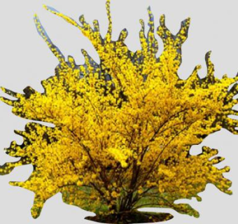 黄色连翘落叶灌木SU模型下载_sketchup草图大师SKP模型