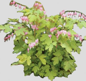 荷色牡丹海棠植物SU模型下载_sketchup草图大师SKP模型