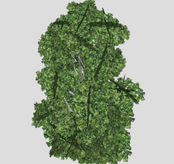 高大的木本植物SU模型下载_sketchup草图大师SKP模型