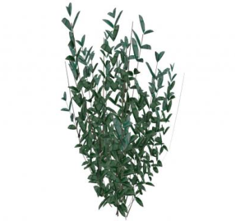 木本绿叶灌木植物SU模型下载_sketchup草图大师SKP模型