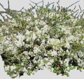 白色花卉开花灌木SU模型下载_sketchup草图大师SKP模型