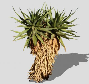 长根沙漠植物SU模型下载_sketchup草图大师SKP模型