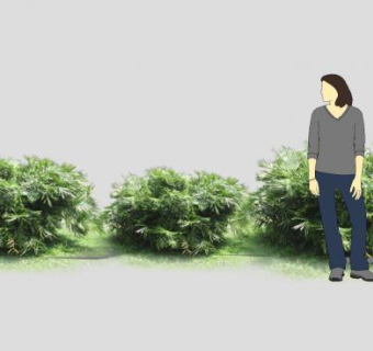 波温苏铁植物SU模型下载_sketchup草图大师SKP模型