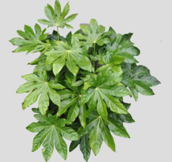 八角金盘常绿灌木SU模型下载_sketchup草图大师SKP模型