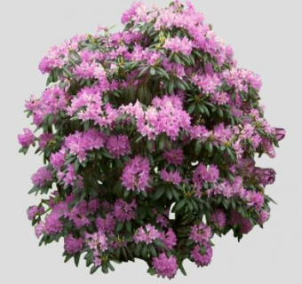 粉紫色杜鹃花灌木植物SU模型下载_sketchup草图大师SKP模型