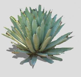 龙舌兰酿酒植物SU模型下载_sketchup草图大师SKP模型