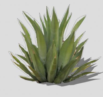 2D龙舌兰科植物SU模型下载_sketchup草图大师SKP模型