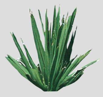 新西兰植物亚麻SU模型下载_sketchup草图大师SKP模型