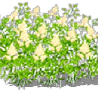 简易开花灌木丛SU模型下载_sketchup草图大师SKP模型