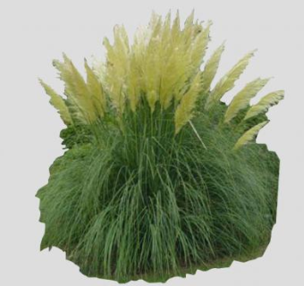 高大禾草芦苇植物SU模型下载_sketchup草图大师SKP模型