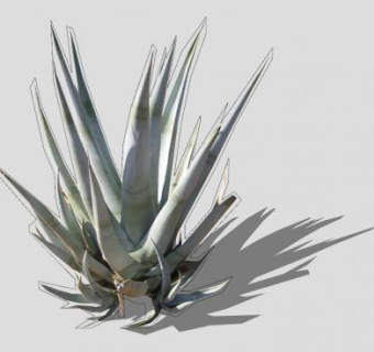 多年生肉质草本龙舌兰SU模型下载_sketchup草图大师SKP模型
