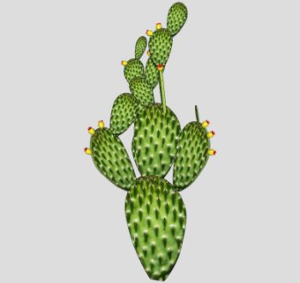 高大仙人掌植物SU模型下载_sketchup草图大师SKP模型