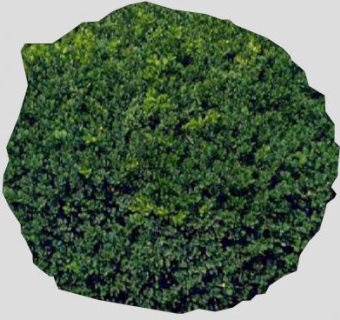 2D黄杨木植物SU模型下载_sketchup草图大师SKP模型