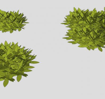 常绿观叶灌木丛植物SU模型下载_sketchup草图大师SKP模型