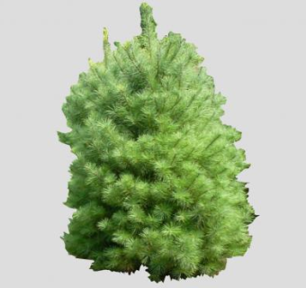 2D针叶松树植物SU模型下载_sketchup草图大师SKP模型