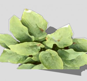 2D玉簪属草本植物SU模型下载_sketchup草图大师SKP模型