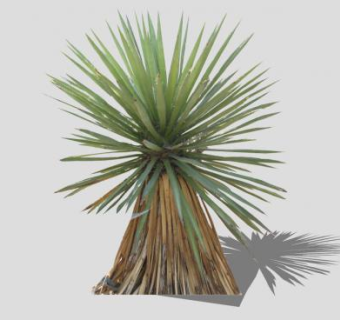 热带植物丝兰SU模型下载_sketchup草图大师SKP模型