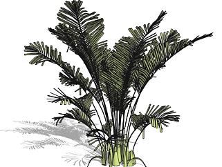 大型棕榈植物SU模型下载_sketchup草图大师SKP模型
