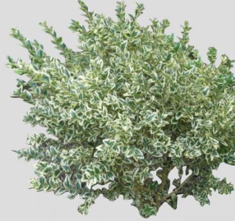 斑叶黄杨木SU模型下载_sketchup草图大师SKP模型