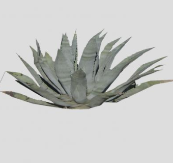 2D龙舌兰属植物SU模型下载_sketchup草图大师SKP模型