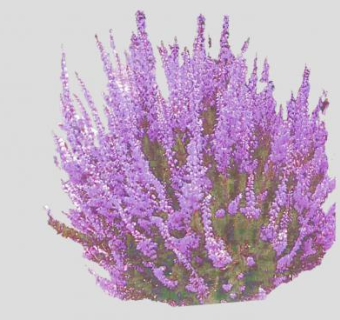 帚石楠多年生灌木SU模型下载_sketchup草图大师SKP模型