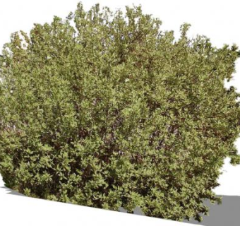 山茱萸落叶灌木植物SU模型下载_sketchup草图大师SKP模型