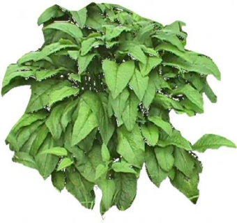 玉簪属草本观叶植物SU模型下载_sketchup草图大师SKP模型