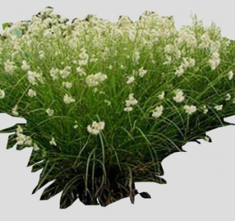 地杨梅属植物SU模型下载_sketchup草图大师SKP模型