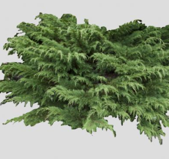 2D常绿绿叶植物SU模型下载_sketchup草图大师SKP模型