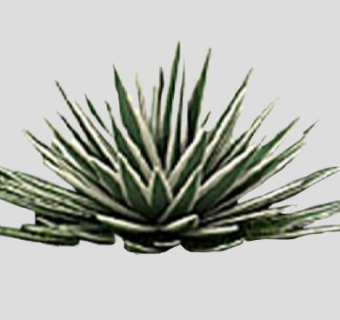 2D粗糙植物草图SU模型下载_sketchup草图大师SKP模型