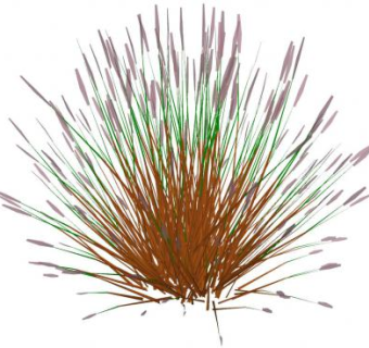 3D禾本植物SU模型下载_sketchup草图大师SKP模型