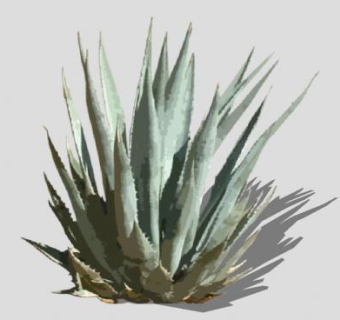 常绿大型草本龙舌兰SU模型下载_sketchup草图大师SKP模型