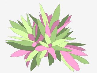 紫万年青植物SU模型下载_sketchup草图大师SKP模型